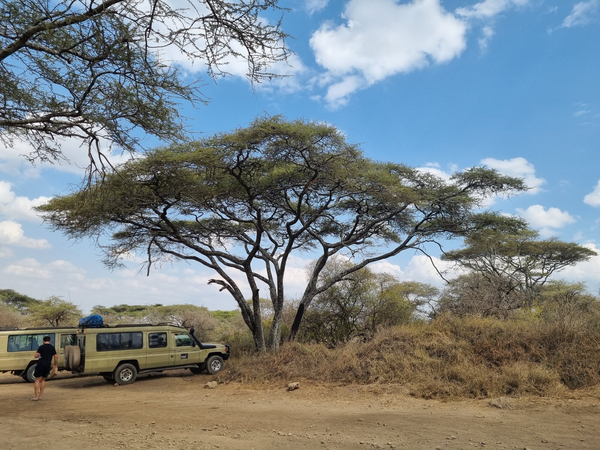 Varios safaris